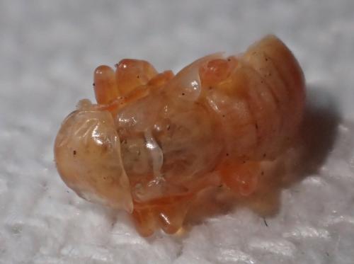 Réf. 229 942 : Cantharis pellucida